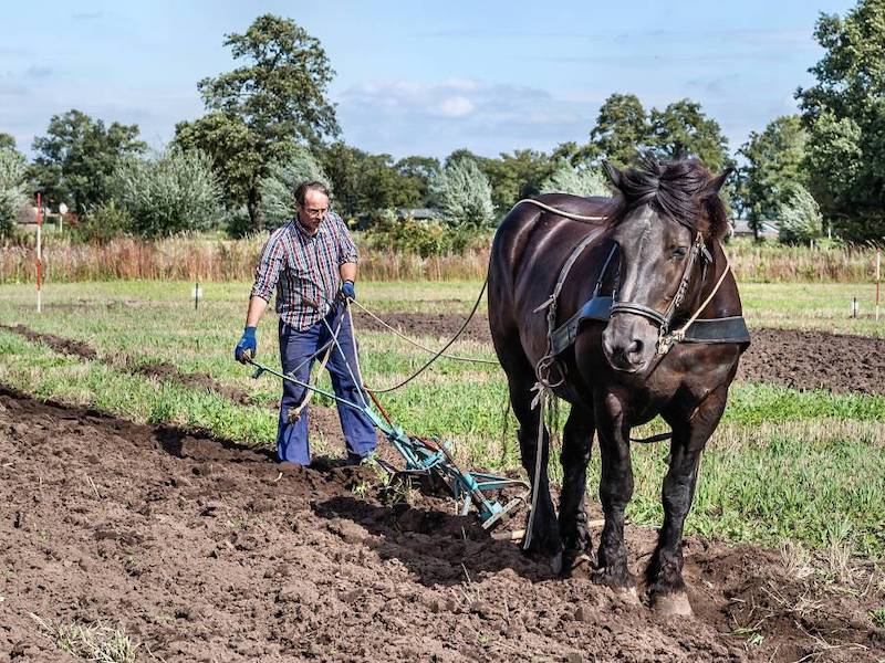 En de boer ploegde voort